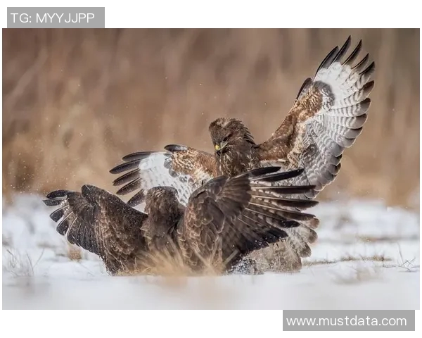 老鹰胜活塞，追赶排名前四：战斗精神的象征