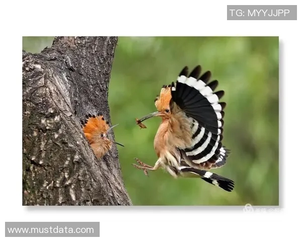 象雄青年足球比赛精彩直播视频全程回顾与精彩瞬间分享